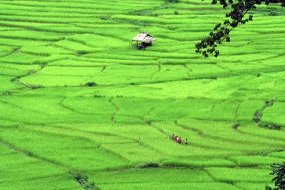 RTW0018  Rice paddies in a remote Laos Valley