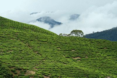 RTW0030  Tea Plantation and tree