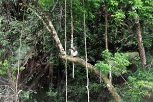 Thomas leaf monkey next to the river.