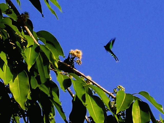 Butterfly. Eric do you have an idea of the genus?