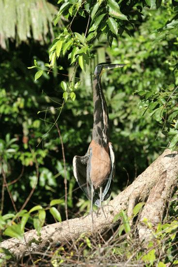 Heron on our canal tours of Tortuguero.