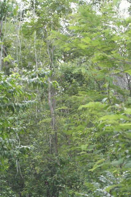Upland broadleaf forest, Pine Ridge Mtns, Western Belize