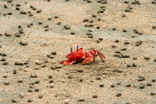 Red beach crab playing hide and seek at Uvita, Costa Rica.
