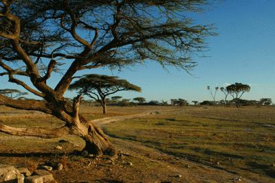 RTW0081  Acacias