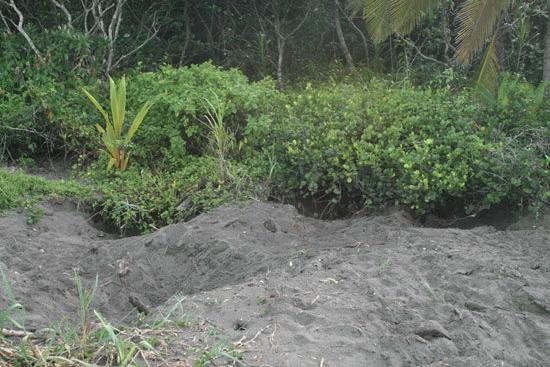 The upper beach landscape is filled with turtle craters as far as we walked.