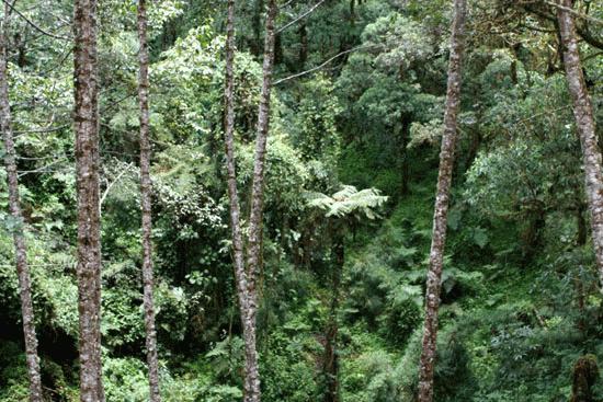 Tropical Oak Cloud Forest. 8500 feet.