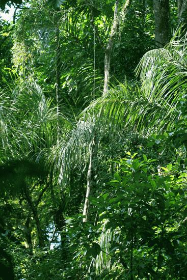 Wet Tropical Rainforest. Caribe side, Tortuguero.