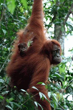 RTW0031  Mother and baby Orangutan