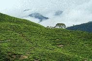 RTW0030  Tea Plantation and tree