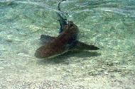 A shark scopes out the tourist.