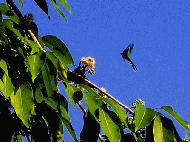 Butterfly. Eric do you have an idea of the genus?