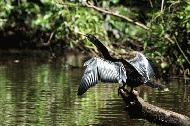 This bird always had its wings spread out.