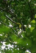 Keel-billed Toucan at Parque Nacional Tortuguero. I have a great appreciation for birders that are able to take clear, crisp pictures.