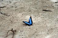 The Blue Morpho butterfly. Parque Nacional Cahuita. These are incredible to watch floating around the rainforest.
