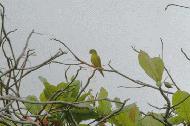 Green Parakeet on the Pacific coast near Uvita, Costa Rica.
