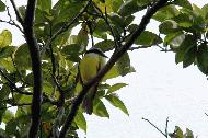A common flycatcher at Uvita, Costa Rica.