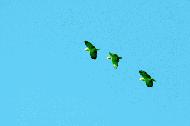 Green Parrots flying overhead.