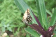 Owl moth in Belize