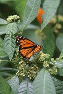Monarch in Belize