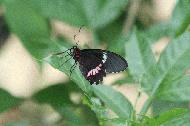 Belizean butterlfy