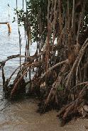Coastal Mangroves, Belize