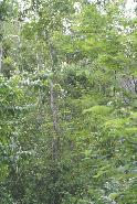 Upland broadleaf forest, Pine Ridge Mtns, Western Belize