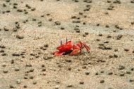 Red beach crab playing hide and seek at Uvita, Costa Rica.