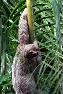 Three toed sloth at Manual Antonio Parque Antonio