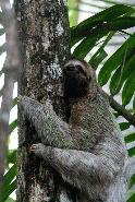Mr. three toe starts to slowing proceed up the tree.