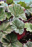This plant was only seen at very high altitudes, around 8000 feet.