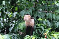 White-faced Capuchin Monkey at Manual Antonio.
