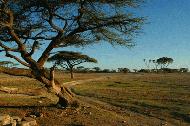 RTW0081  Acacias
