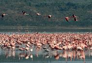 RTW0083 Greater Flamingos