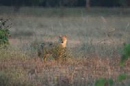 A jackal provides us a glimpse before running off in Kanha National Park