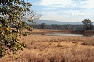 Median (grasslands) in Kanha National Park