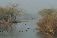 Keoladeo-Ghana is an incredible bird sanctuary with birds migrating from Mongolia, Europe, China and Asia.