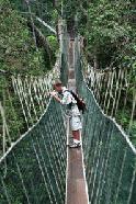 Taman Negara National Park has the longest canopy walk in the world. This allows Peter to take pictures high within the canopy of the world's oldest rainforest. 160 million years old!