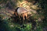 A tapir slurpes from the natural salt pond around 10PM. A flashlight, a 1.6 second exposure and almost no movement helped with the photo taken with a 300mm lens.
