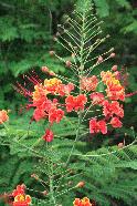 This flower is very common throughout Yucatan Mexico