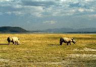 RTW0082 White rhinos grazing
