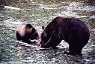 RTW0251 Brown bears fishing for salmon