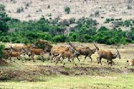 Elands are the largest gazelle and cautious around humans. This small herd was grazing in a small riverine just after a rainfall in Masai Mara.