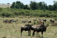 Because of the drought in East Africa, we were able to witness a