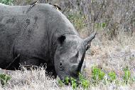 RTW0089   Black Rhino
