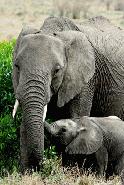 RTW0090 Baby elephant and Mom