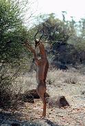 RTW0076 Gerenuk streches for food