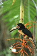 A Collared Anarachi in Parque Nacional de Tikal