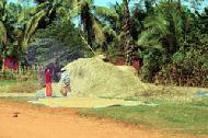 As we entered most villages, we saw rice and rice stalks drying next to the road. The Cambodians are very industrious.