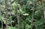 Tropical Oak Cloud Forest. 8500 feet.