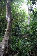 Dry Tropical Rainforest. Pacific coast, Costa Rica.